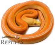 albinogcphantomks.jpg