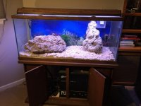Salt water fish tank.jpg