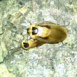 discoid roaches.jpg