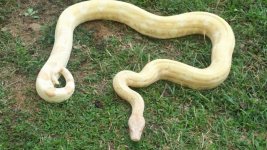 coral albino female1.jpg