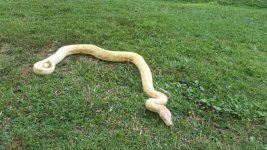 coral albino female2.jpg