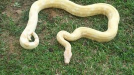 coral albino female3.jpg
