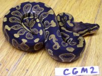 Clutch6Male2.jpg