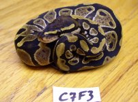 Clutch7Female3.jpg