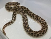 hognose2.jpg