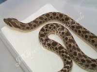 hognose7.jpg