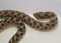 hognose8.jpg