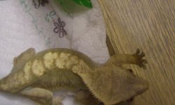 cresties 6-9-10 007.jpg