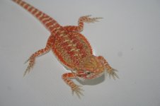 IMG_1354.jpg