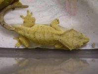 cresties 6-9-10 019.jpg