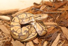Caramel Albino Ball Python  100.jpg