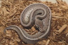 Axanthic Pinstripe Ball Python  100F.jpg