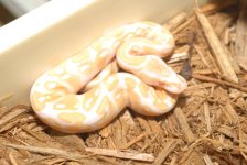 Albino Ball Python  m100.jpg
