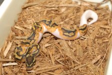 Pied Ball Python  m100.jpg