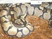 Pastel jungle and het ghost.jpg