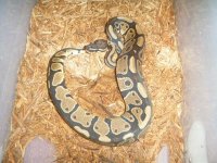 double het albino pied.jpg
