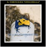 citronella.jpg