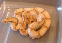 Hypo Hogentine Male.JPG