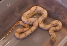 Hypo Hogentine Female 2.JPG