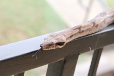 IMG_6051.JPG