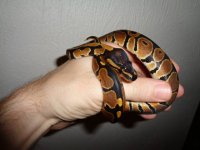 reducedpattern3.jpg