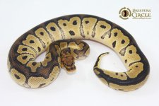 15ClownM1-220g.jpg