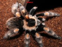 smithi.jpg