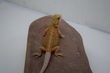 HTD Male.jpg
