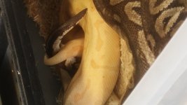 banana leopard pin x pewter.jpg