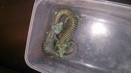 abronia.jpg