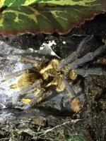 H pulchripes MM 6:28.jpg