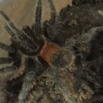 E. sp. Red MM.jpg