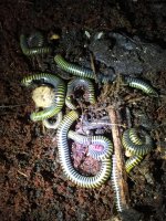 jamiacan millipedes 7:1:16.jpg