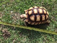 sulcata6inch.jpg
