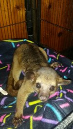 kinkajou.jpg