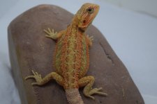 DSC_0407.jpg
