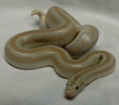 San Felipe Male 1.jpg