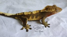 red dragon 2.jpg red dragon 2.jpg