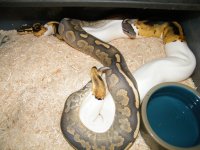 Fire yellowbelly cinnamon orange ghost x pied 14 Nov 2015 (1).jpg
