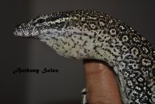 DSC_0314.JPG