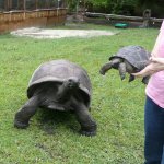 Laura and Adult Aldabra with baby #2.jpg