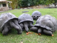4 Aldabra Eating carrotts #4.jpg
