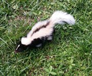 skunk pic.jpg