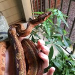hypo-boa-3.jpg