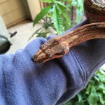 hypo-boa-1.jpg
