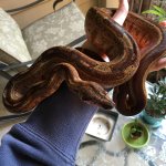 hypo-boa-2.jpg