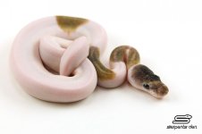 Ringneck-Mojave-Pied.jpg
