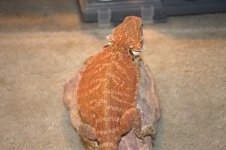 Bearded dragons 001.jpg