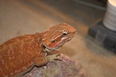 Bearded dragons 002.jpg
