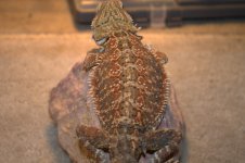 Bearded dragons 003.jpg